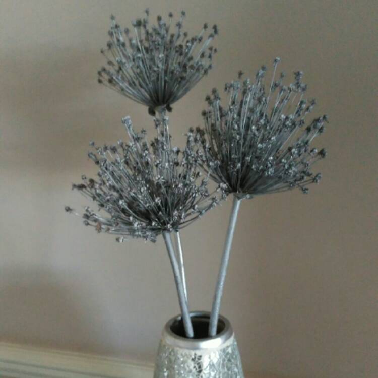 plant image 865331