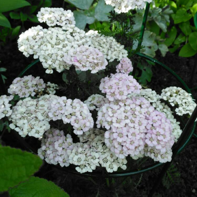 plant image 868257 plant image 868257