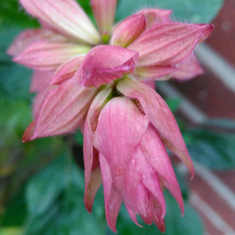 plant image 872389 plant image 872389