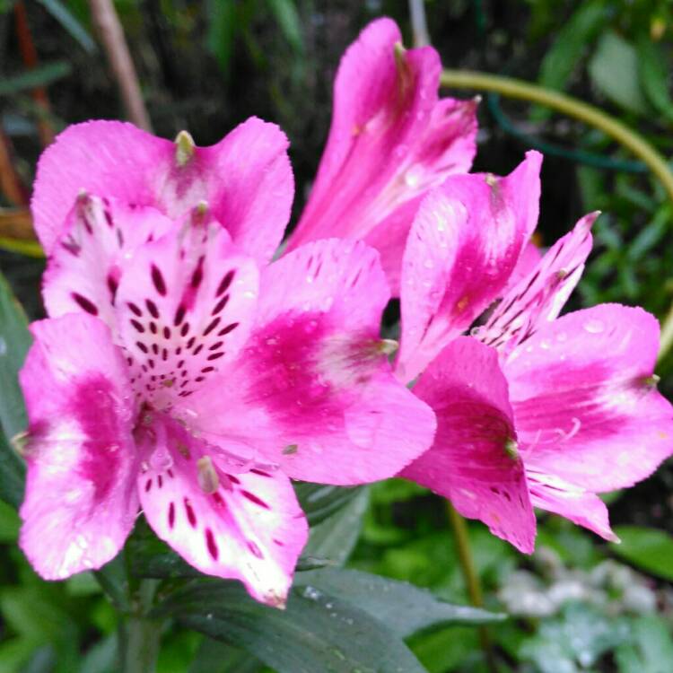 plant image 872392 plant image 872392