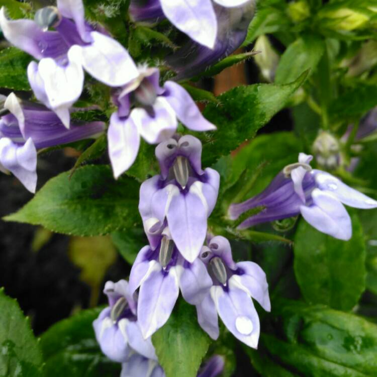 plant image 873082 plant image 873082
