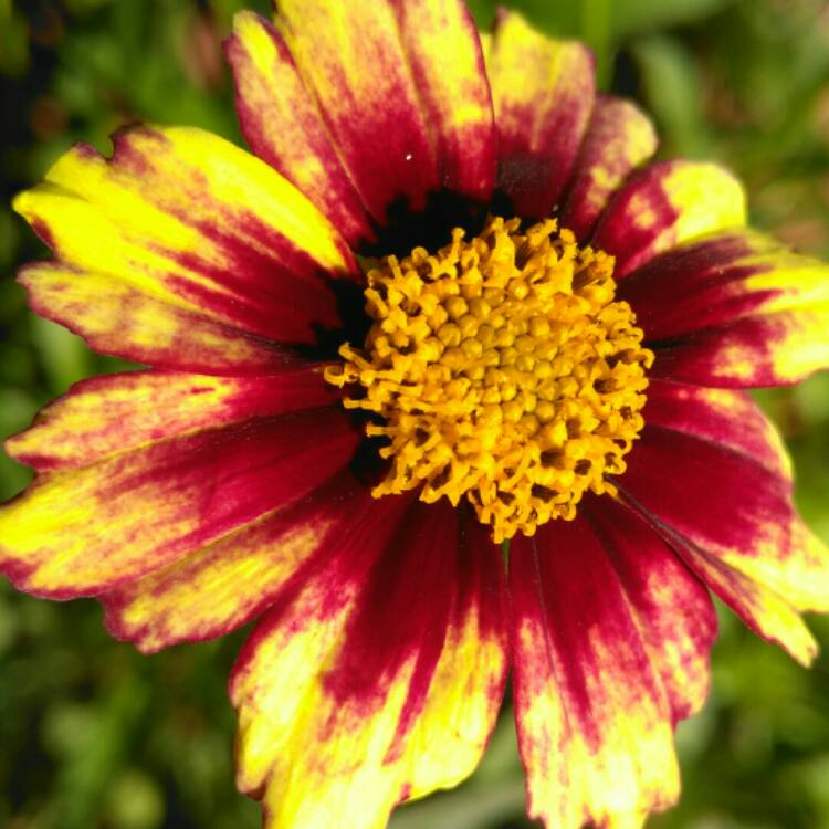 plant image 875476 plant image 875476