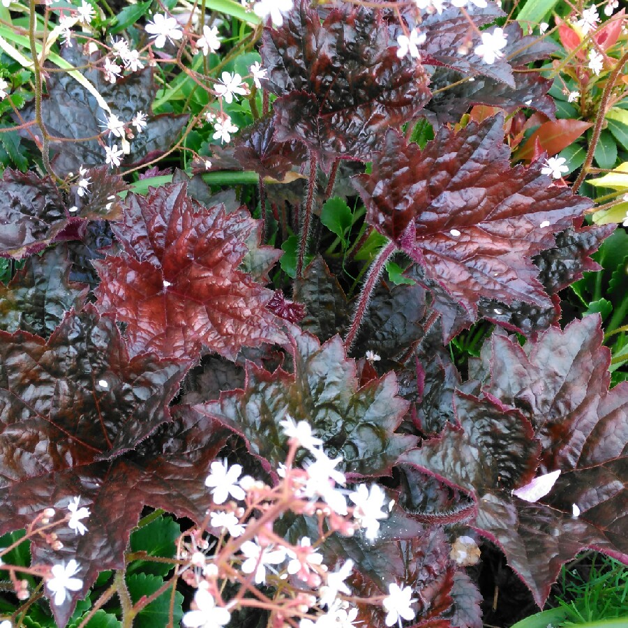 Plant image Heuchera villosa 'Palace Purple' syn. Heuchera sanguinea 'Palance Purple', Heuchera micrantha 'Palace Purple'