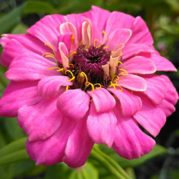 plant image 879004