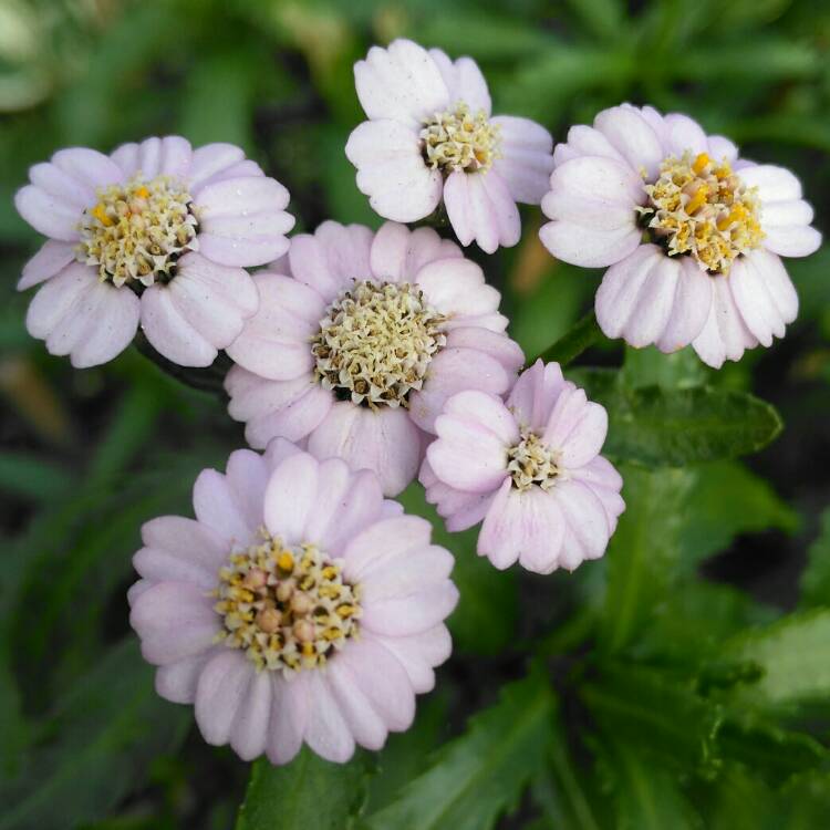 plant image 879005 plant image 879005