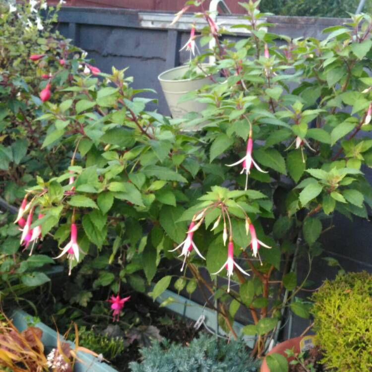 plant image 887881
