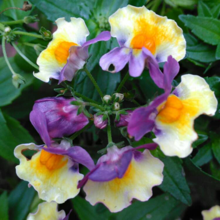 plant image 888600 plant image 888600