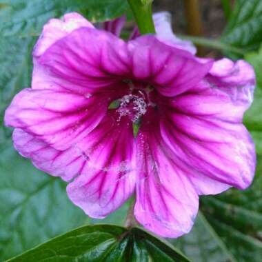 Malva Sylvestris 'Zebrina' syn. Alcea rosea 'Zebrina'