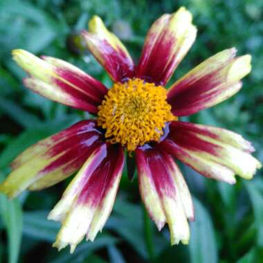 Coreopsis 'Big Bang™ Redshift'