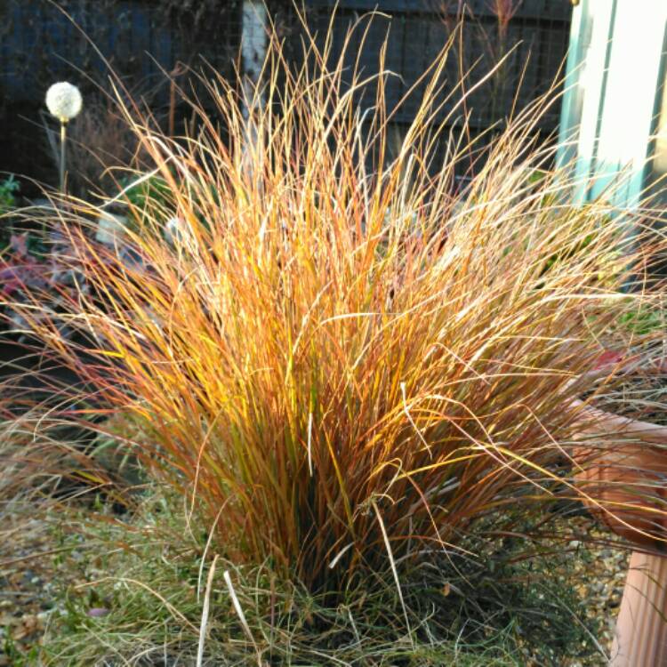 Plant image Carex Testacea