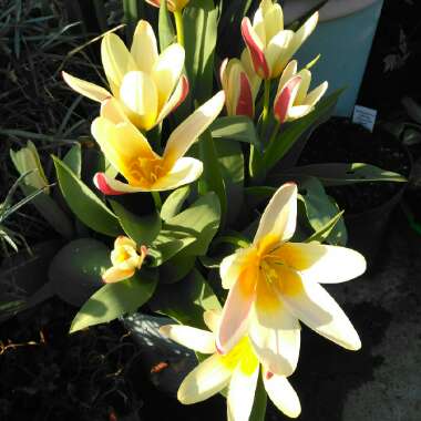 Tulipa turkestanica