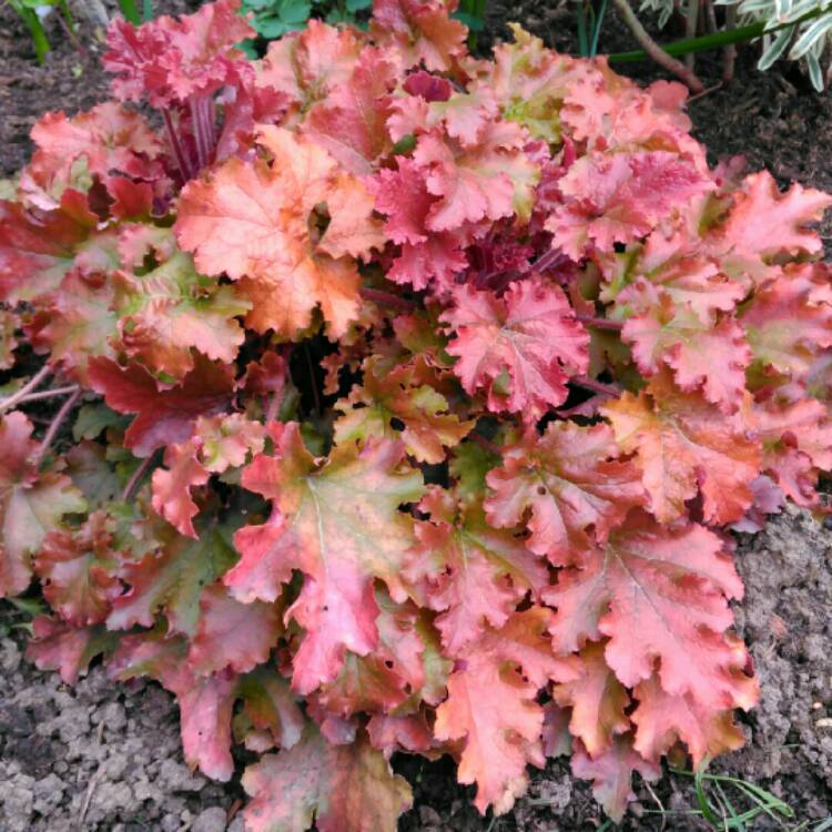 plant image 950085