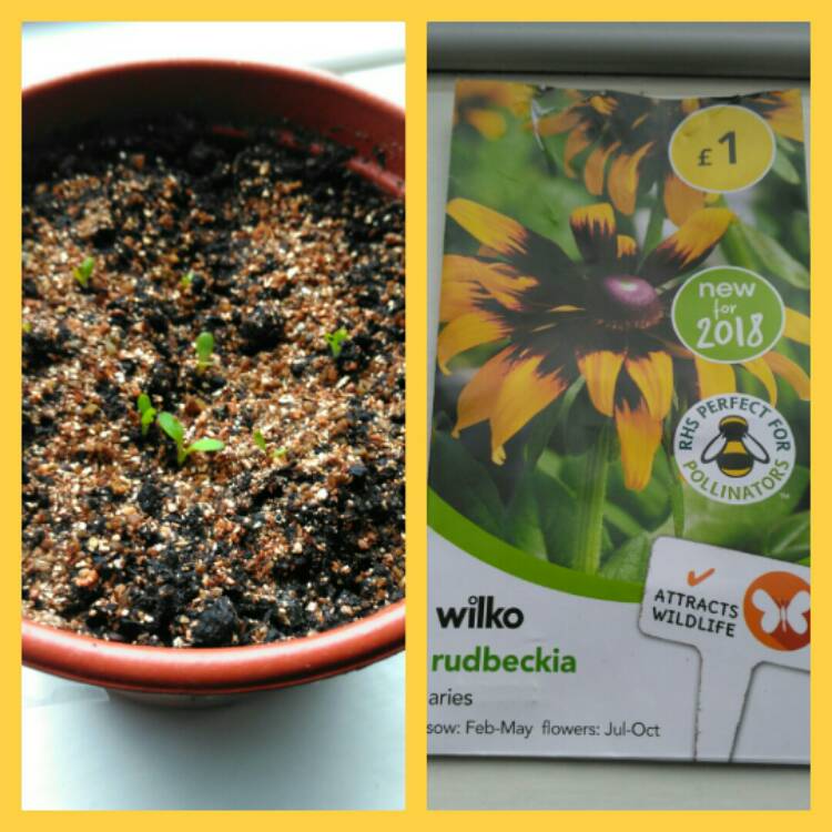Plant image Rudbeckia 'Aries'