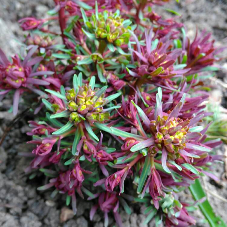 Plant image Euphorbia amygdaloides 'Purpurea' syn. Euphorbia amygdaloides 'Rubra'