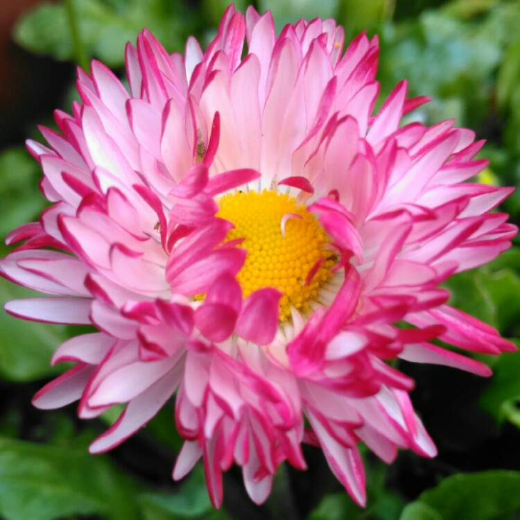 plant image 952583