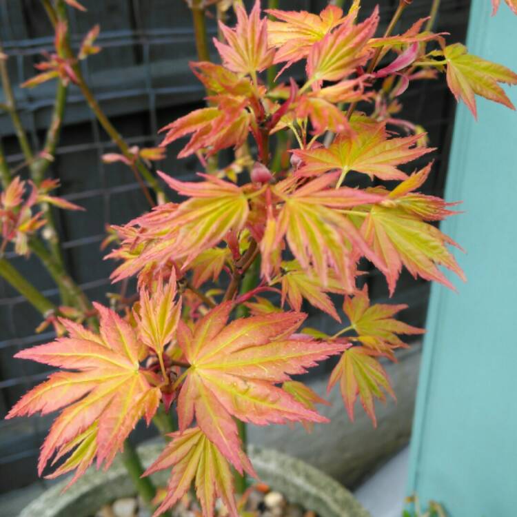 plant image 965515 plant image 965515