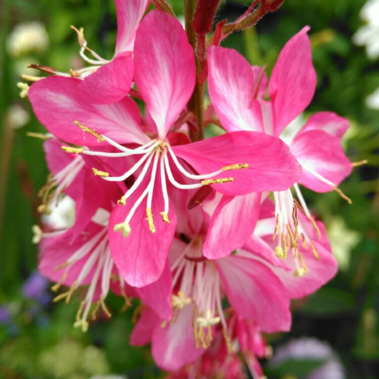 plant image 965635 plant image 965635