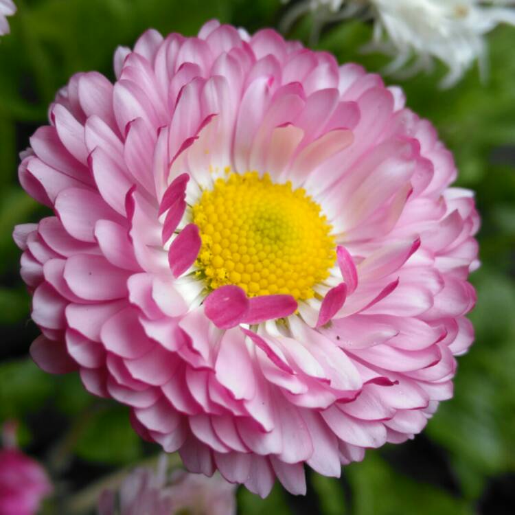 plant image 975508