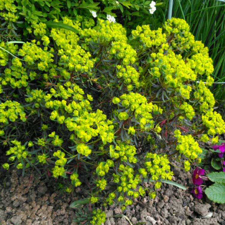 plant image 975509