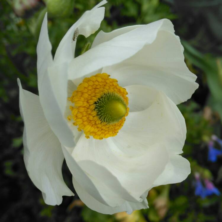 plant image 975510
