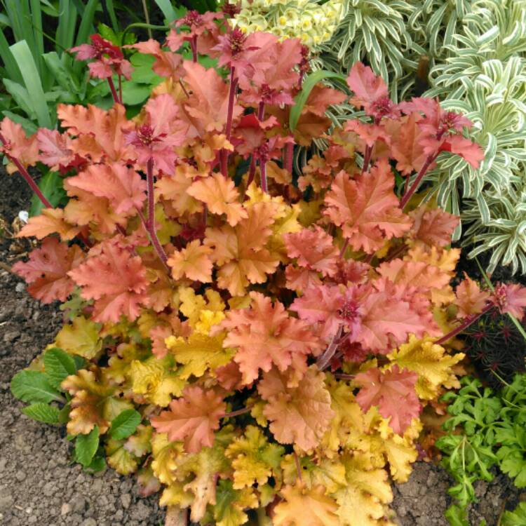 plant image 982111