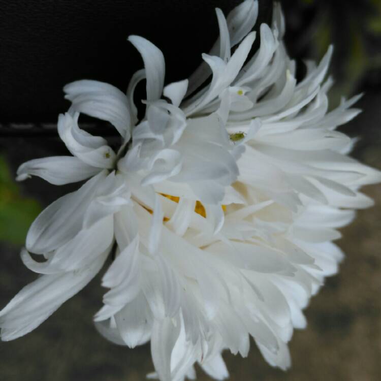 plant image 995839