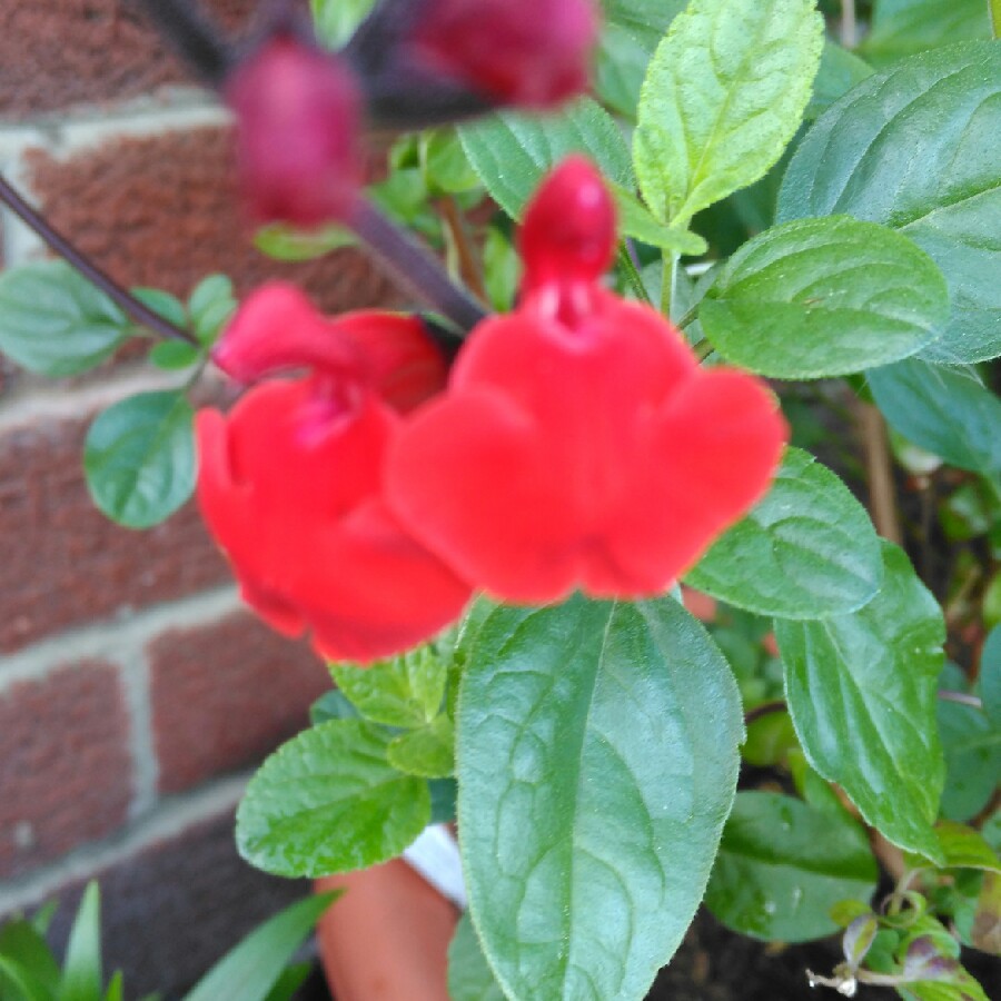 Salvia gregii 'Icing Sugar'