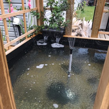 Cody's garden