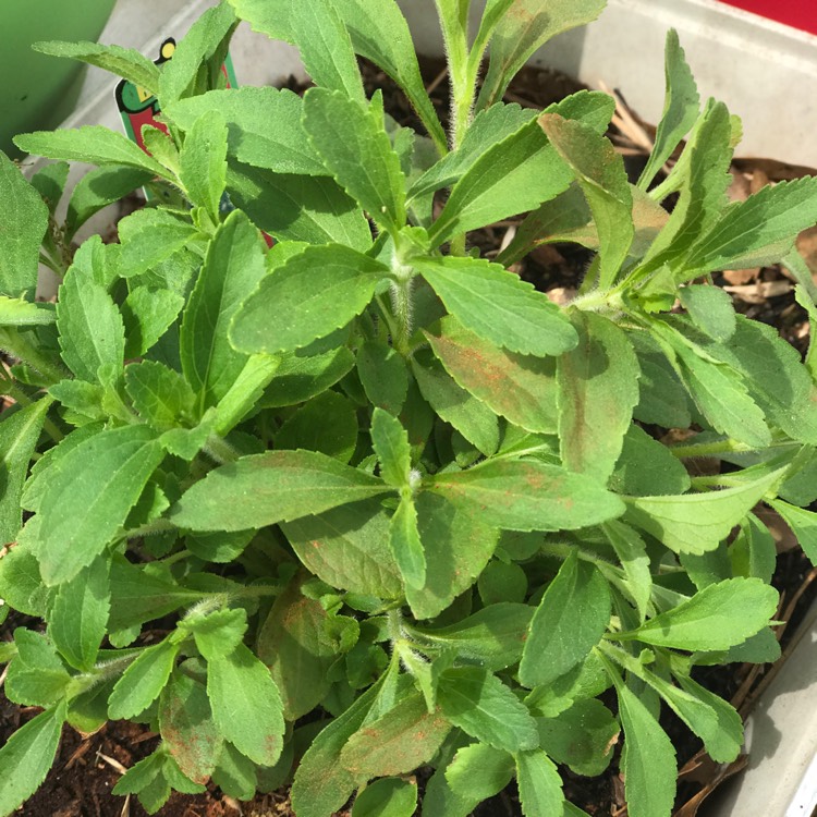 Plant image Stevia rebaudiana