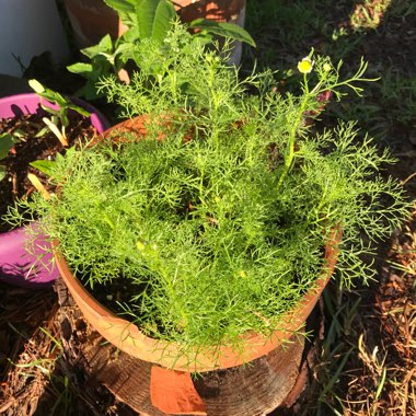 Matricaria chamomilla
