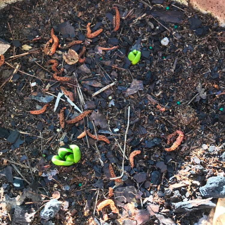 plant image 346121
