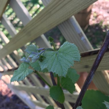 Grape Vine 'Concord'