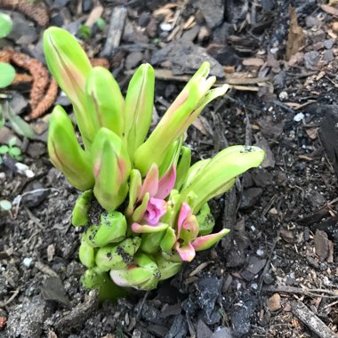 Hyacinth