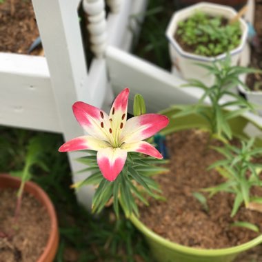 Lily 'Star Gazer' (Oriental)