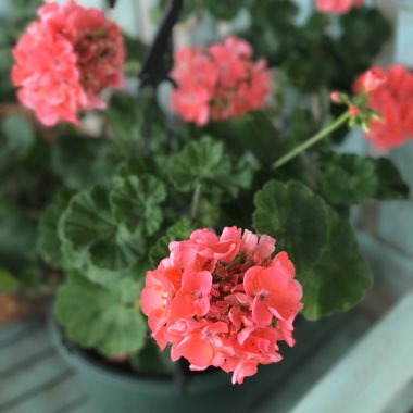 Cranesbill (Geranium)