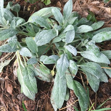 Lamb's Ear 'Big Ears'