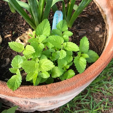 Lemon Balm