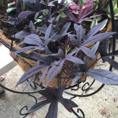 Blackie Sweet Potato Vine