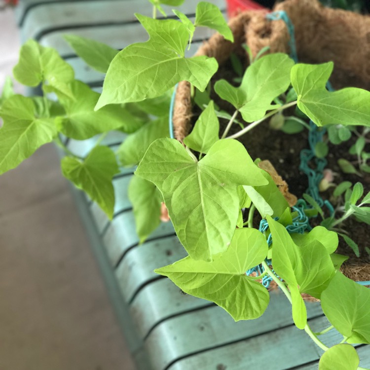 Plant image Ipomoea Batatas 'Sweet Caroline Green'