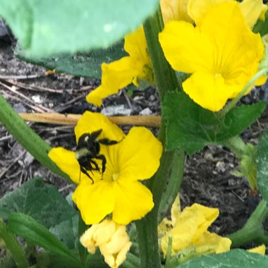 Cucumis sativus