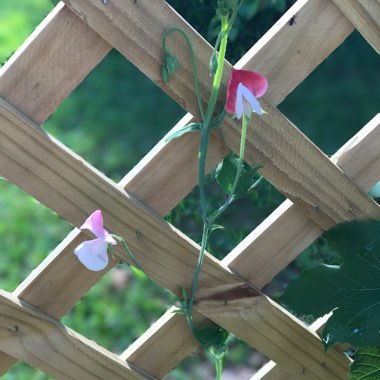 Sweet Pea