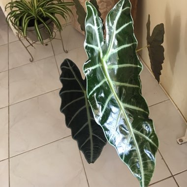 Alocasia x amazonica