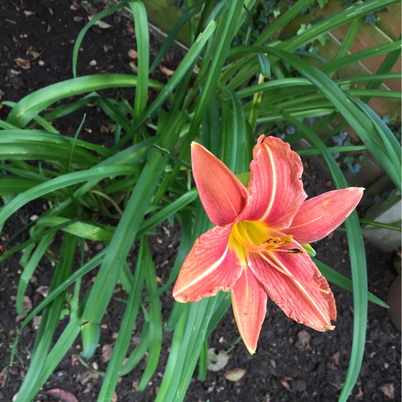Daylily (Species) Common Orange Daylily