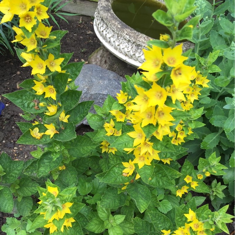 Large Yellow Loosestrife