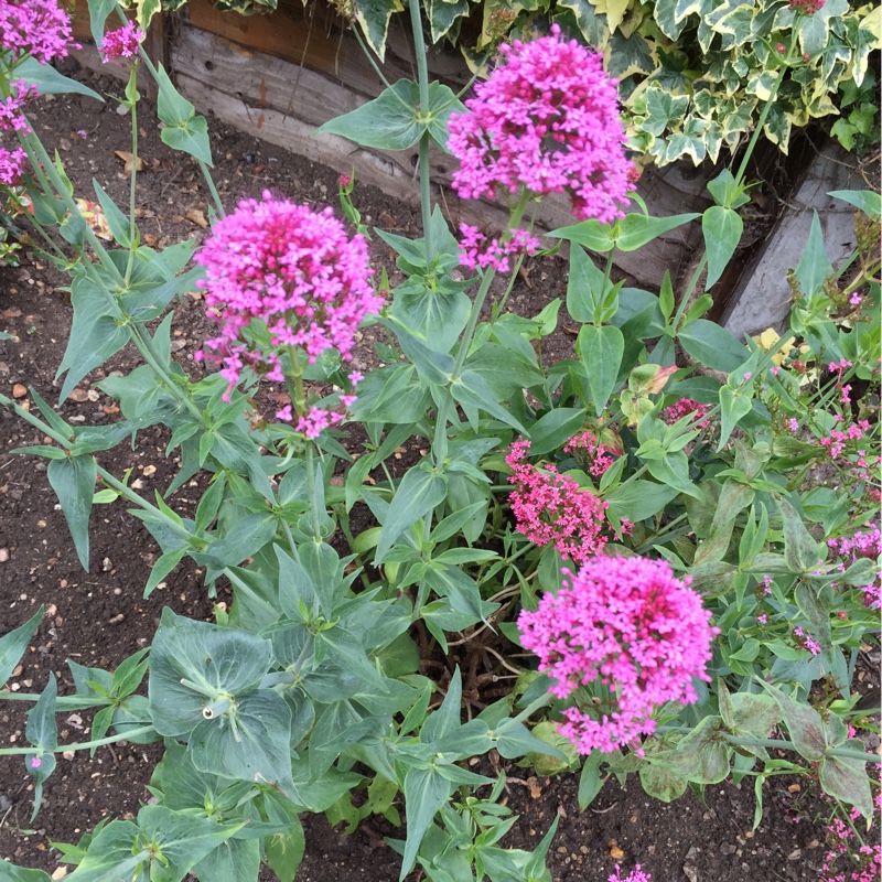 Keith's garden