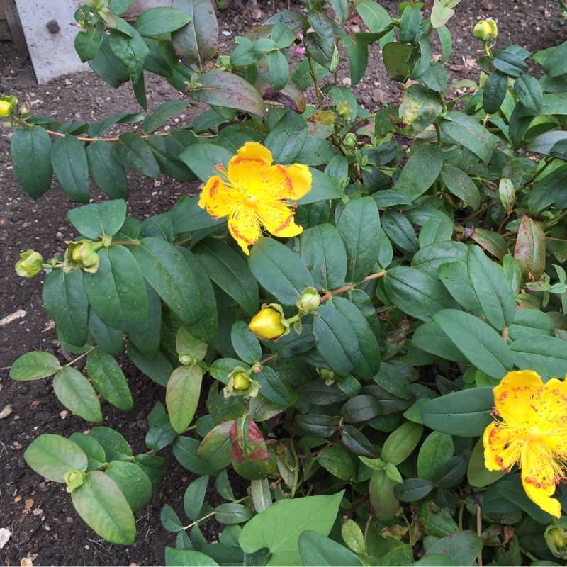 Keith's garden