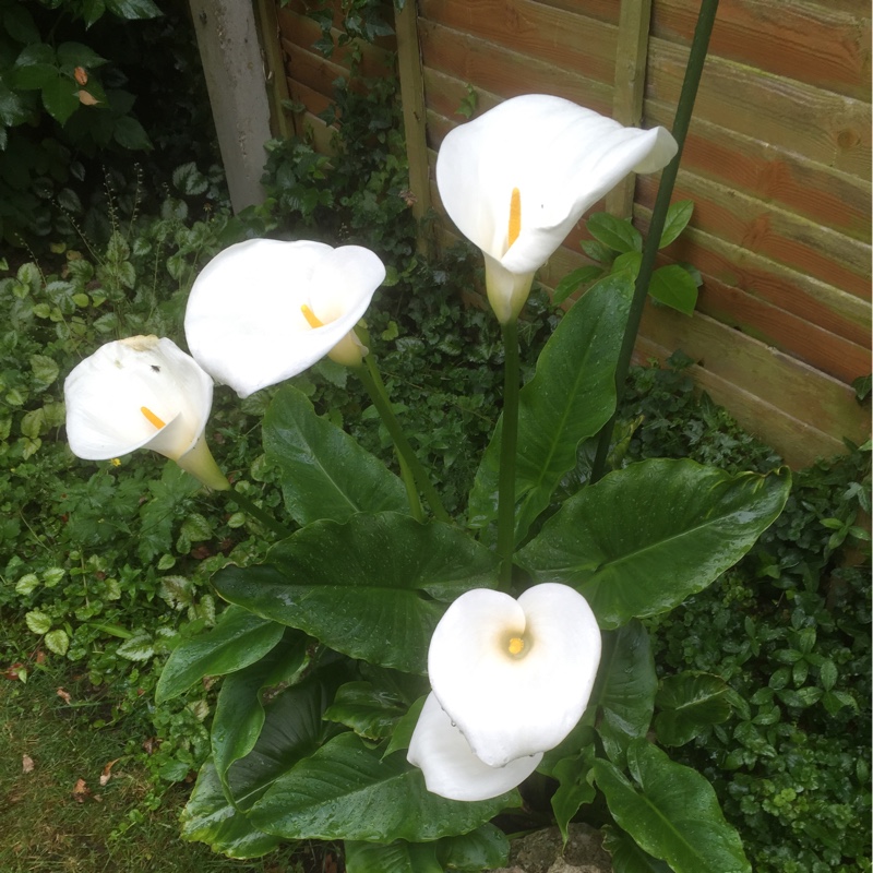 Calla Lily