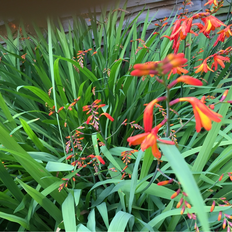 Montbretia