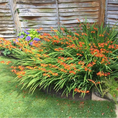 Montbretia