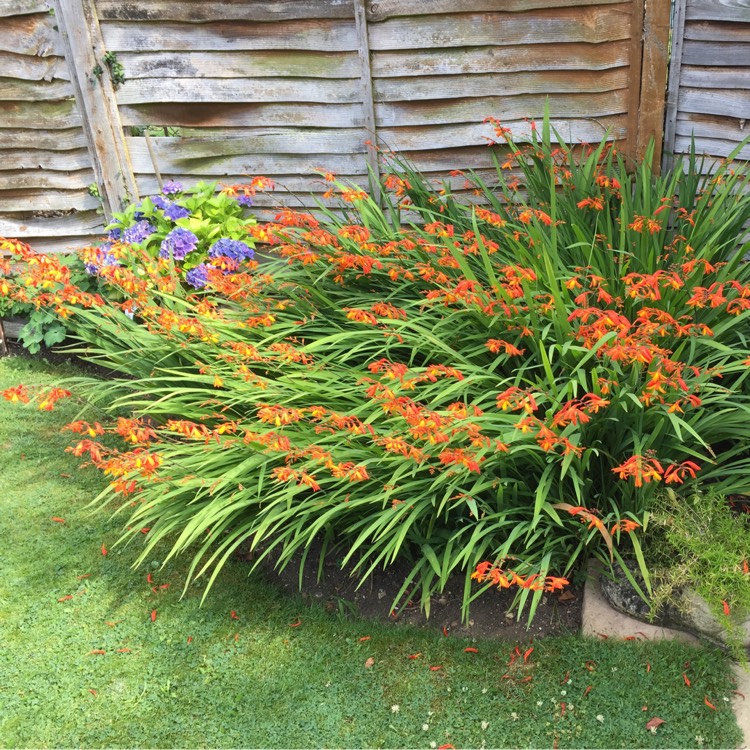 plant image 190246